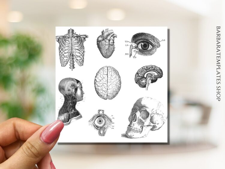 Human anatomy stickers
